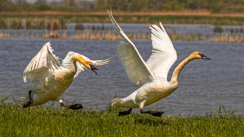 Трубач белокрылый (Psophia leucoptera)