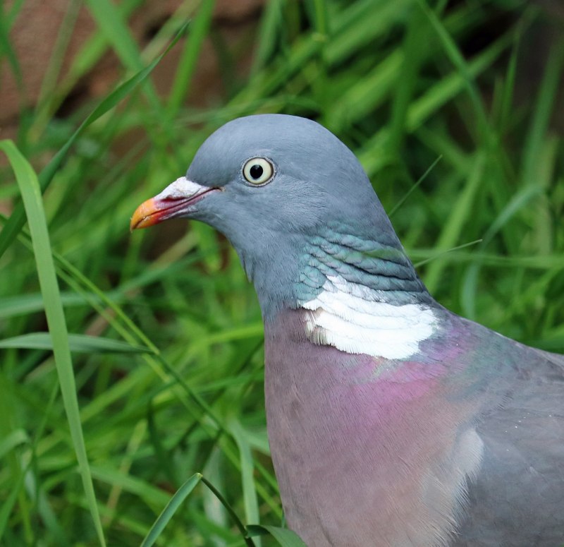 Blue crowned Pigeon