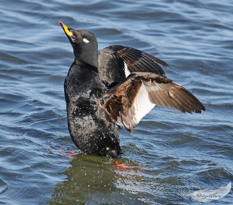 Большой крохаль Mergus Merganser
