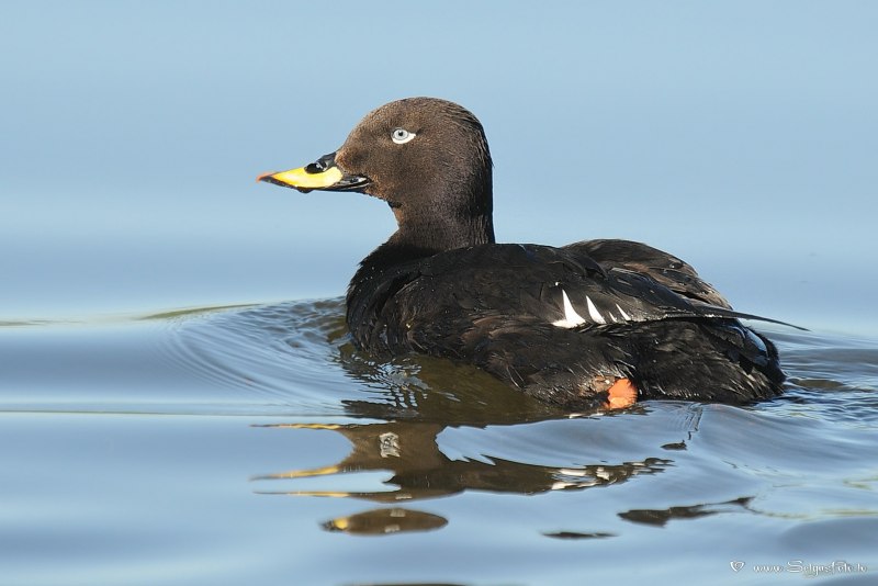 Большой крохаль Mergus Merganser