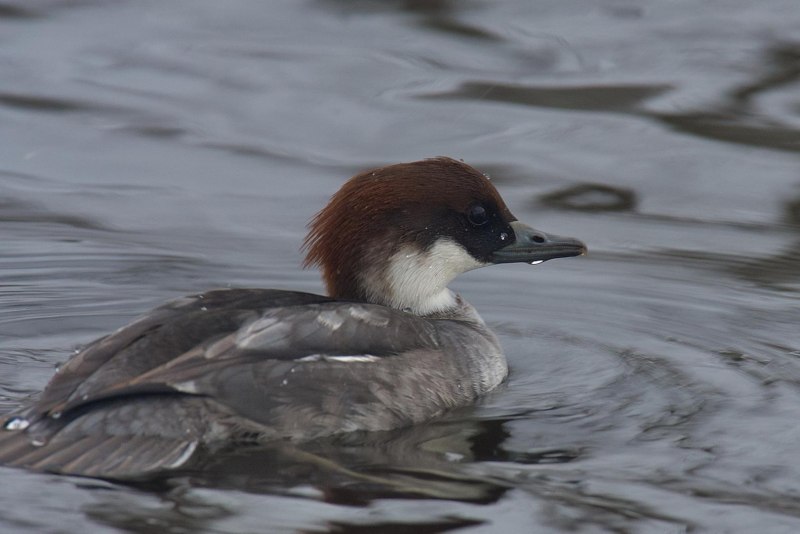 Большой крохаль Mergus Merganser