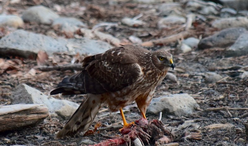 Buteo swainsoni