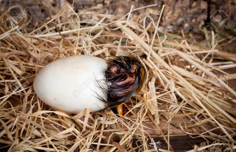 Female Hatching from Egg