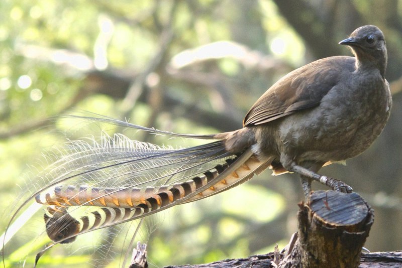 Menura novaehollandiae