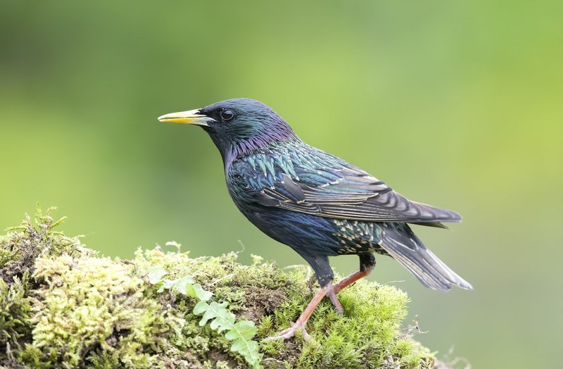Basilornis corythaix