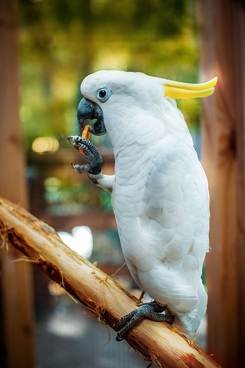 Какаду белохохлый