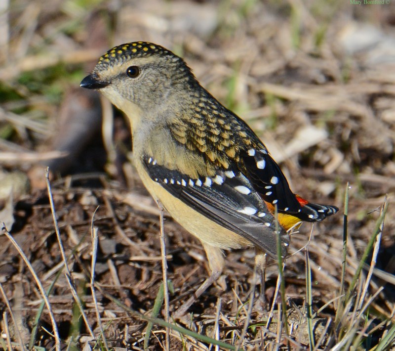 Птица spotted Pardalote