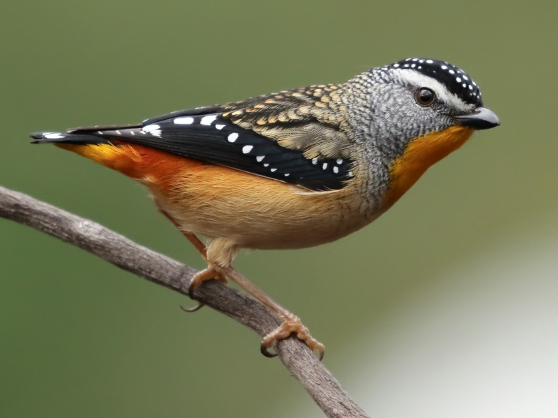 Птица spotted Pardalote
