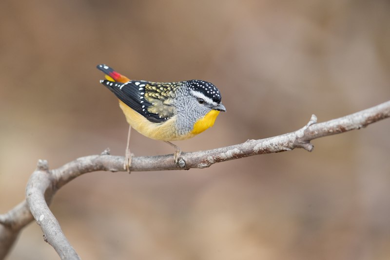 Pardalotus punctatus