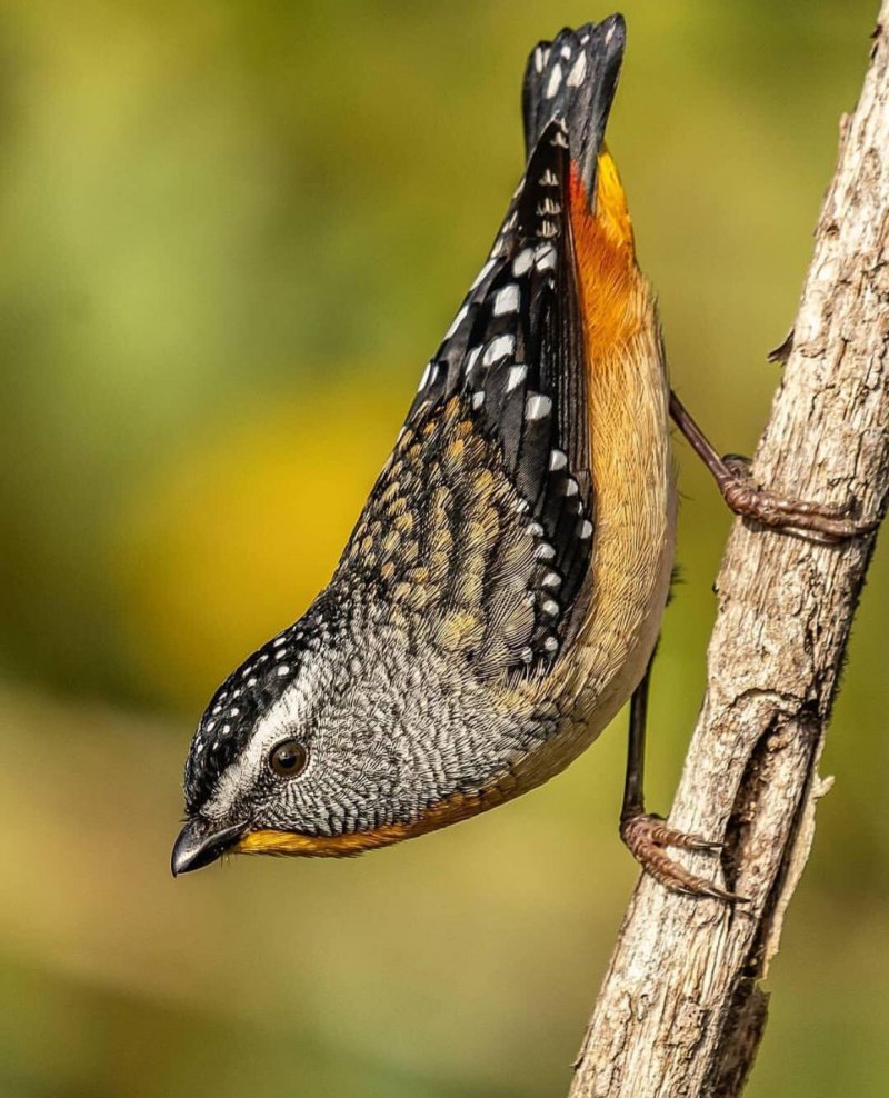 Spotted Pardalote