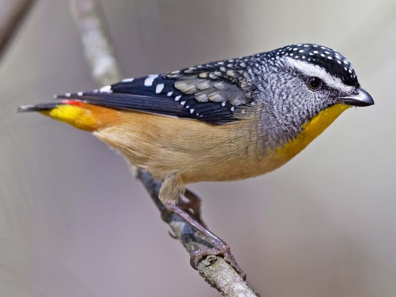 Striated Pardalote