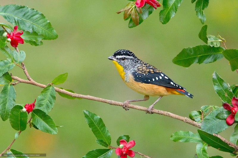 Pardalotus punctatus