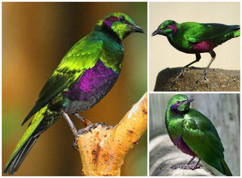 Chrysolophus pictus