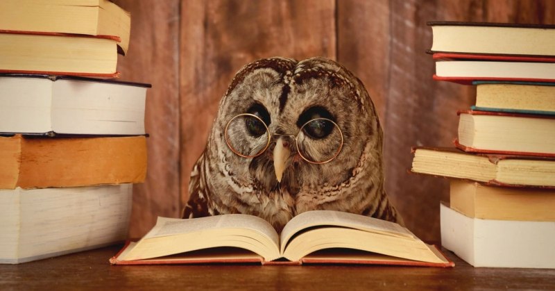 Сова с книгой