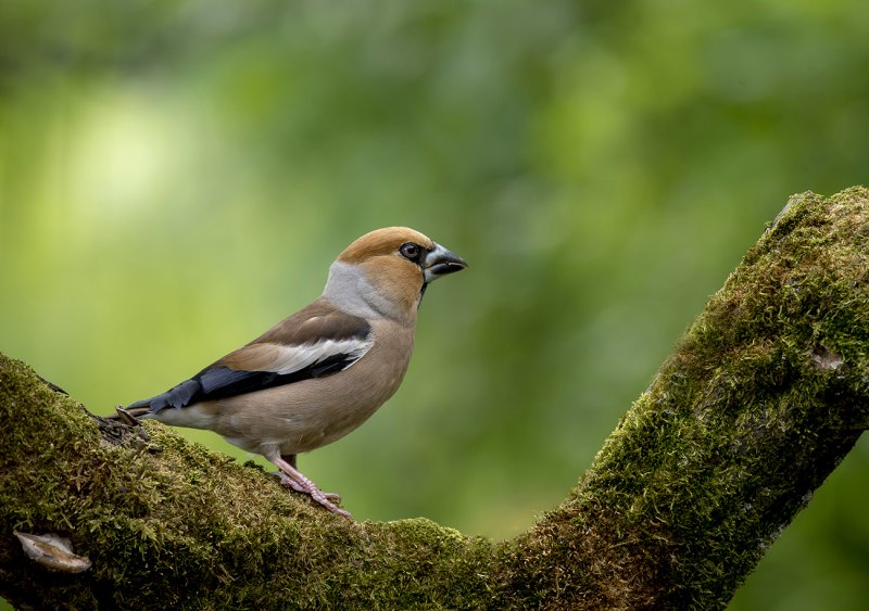 Дубонос обыкновенный (coccothraustes coccothraustes)