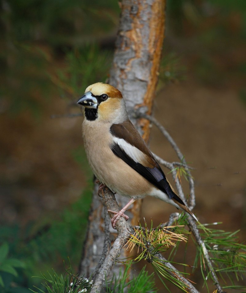 Дубонос coccothraustes coccothraustes