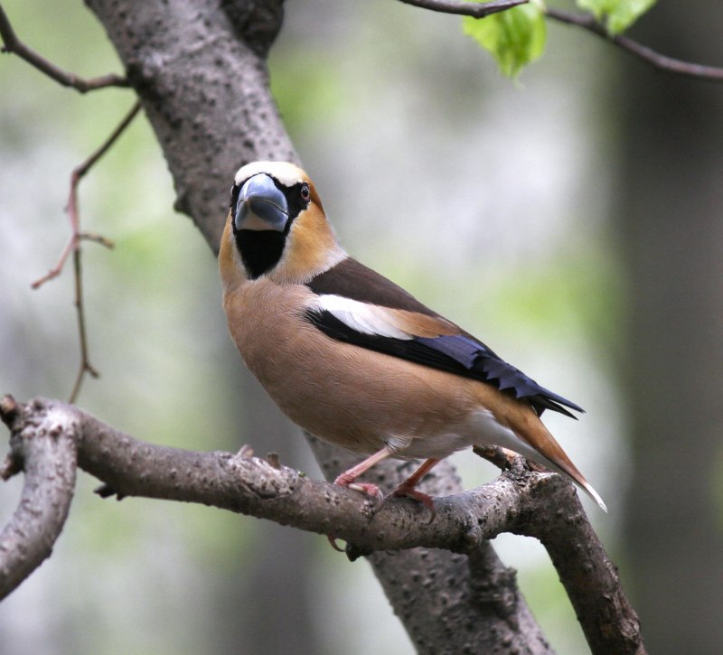 Дубонос обыкновенный (coccothraustes coccothraustes)