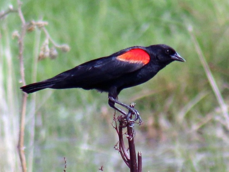 Red Wings Birds