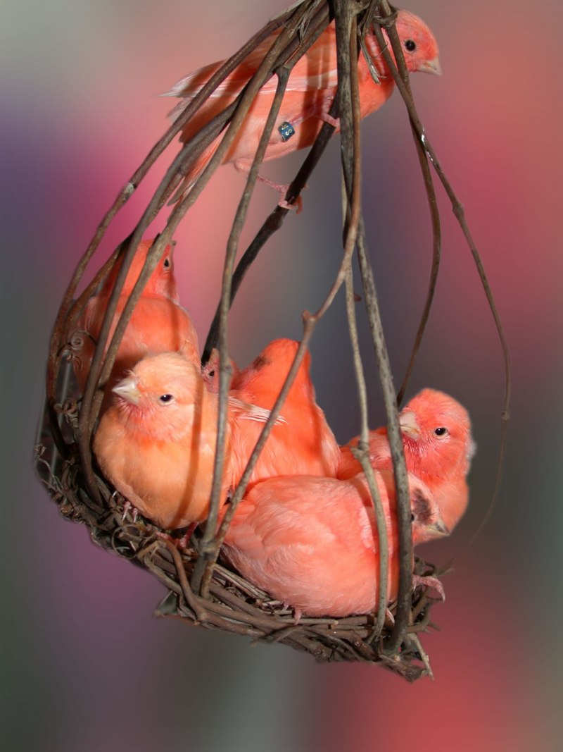Коралловый кенар