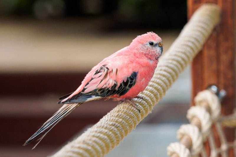 Попугай персикового цвета (44 фото)
