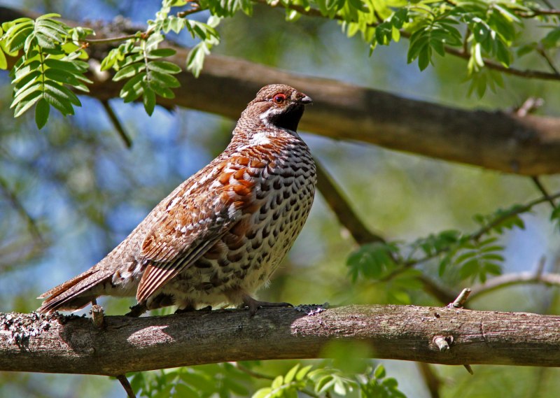 Рябчик Tetrastes bonasia