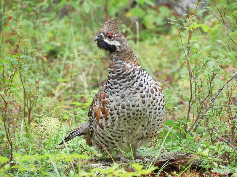 Рябчик Tetrastes bonasia