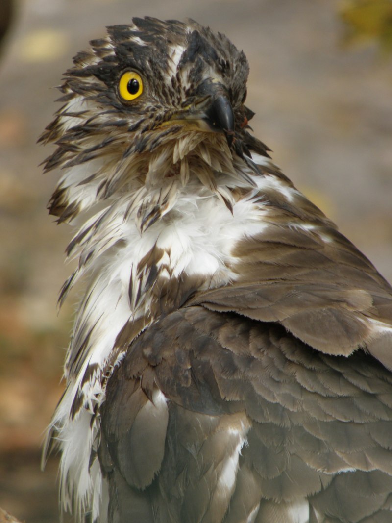 Королевский канюк