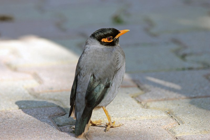 Turdus plumbeus