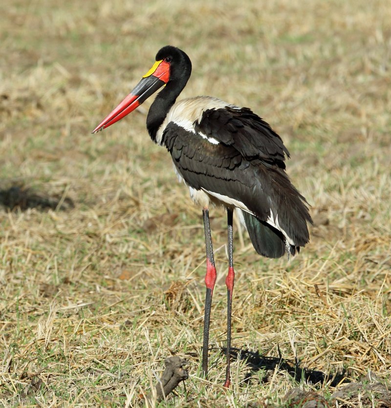 Седлоклювый ябиру (Ephippiorhynchus senegalensis)