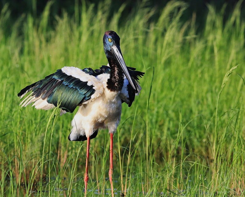Седлоклювый ябиру (Ephippiorhynchus senegalensis)