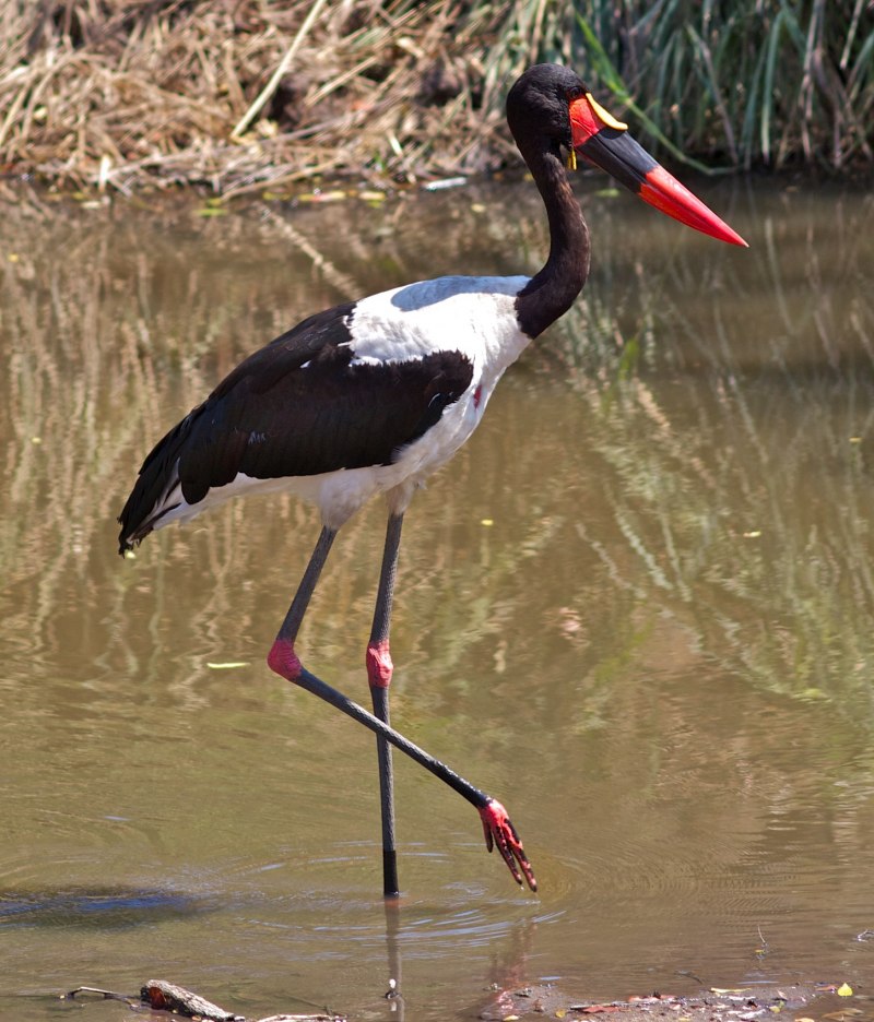 Ephippiorhynchus senegalensis