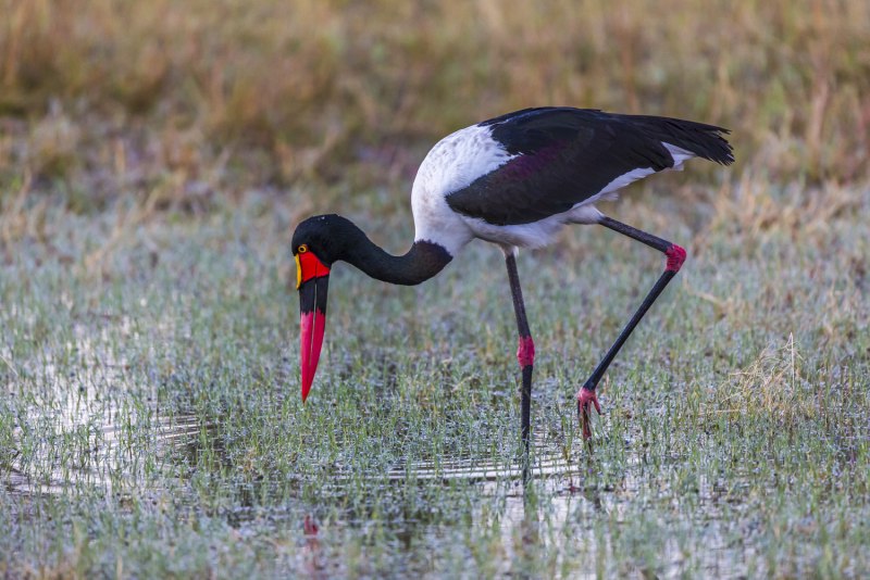 Saddle-billed Stork