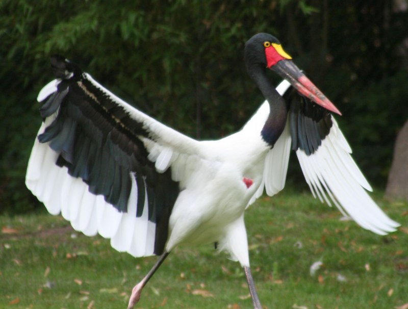 Ephippiorhynchus senegalensis
