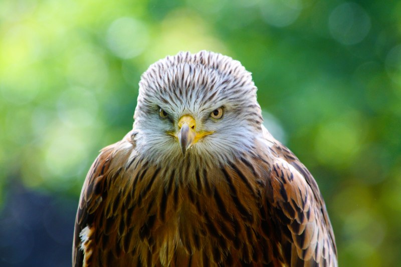 Тетеревятник (Accipiter gentilis)