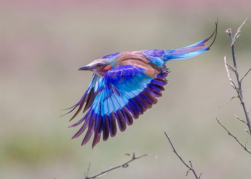 Сиреневогрудая сизоворонка Lilac breasted Roller