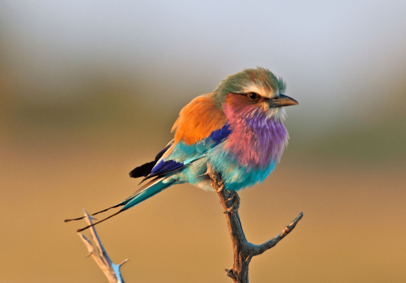 Обыкновенная сизоворонка Coracias garrulus