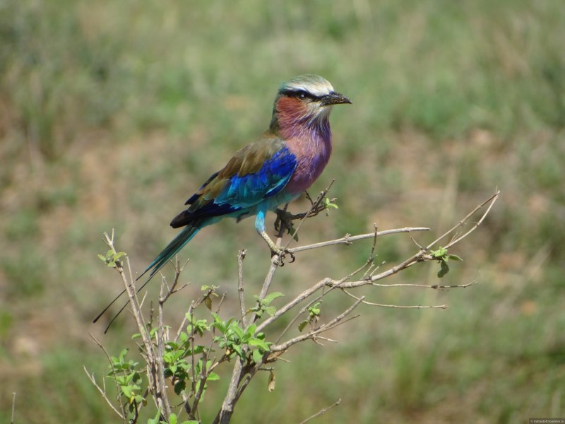 Lilac breasted Roller Mutations
