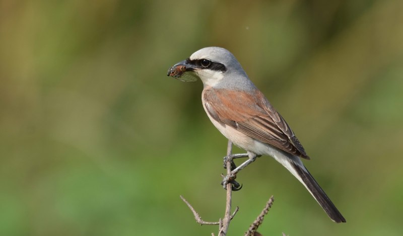 Lanius pallidirostris