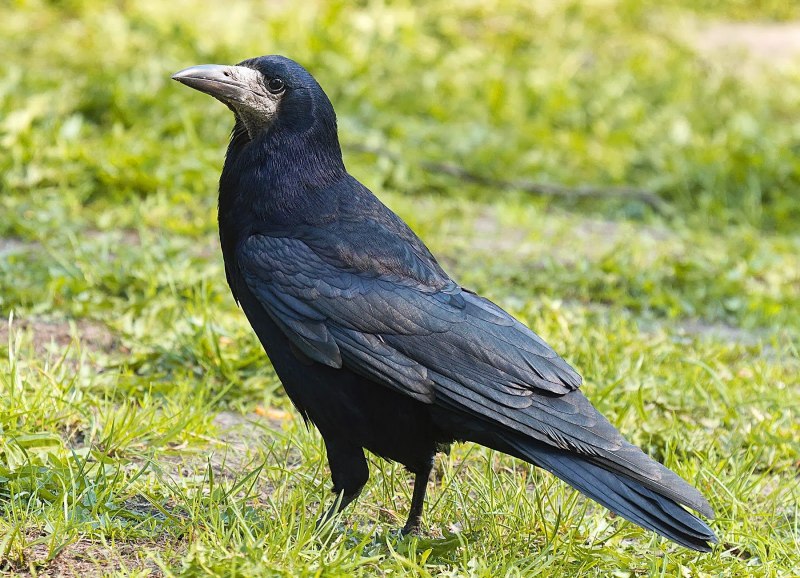 Corvus tristis