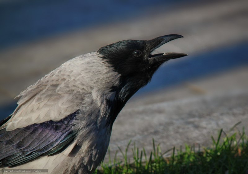 Corvus orientalis