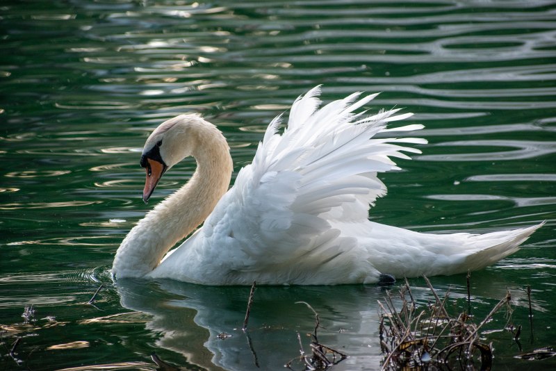 Cygnet Swan