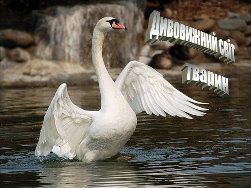Лебедь шипун красивый