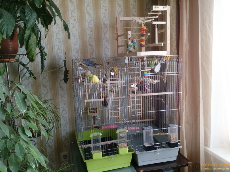 Попугаи согреваются