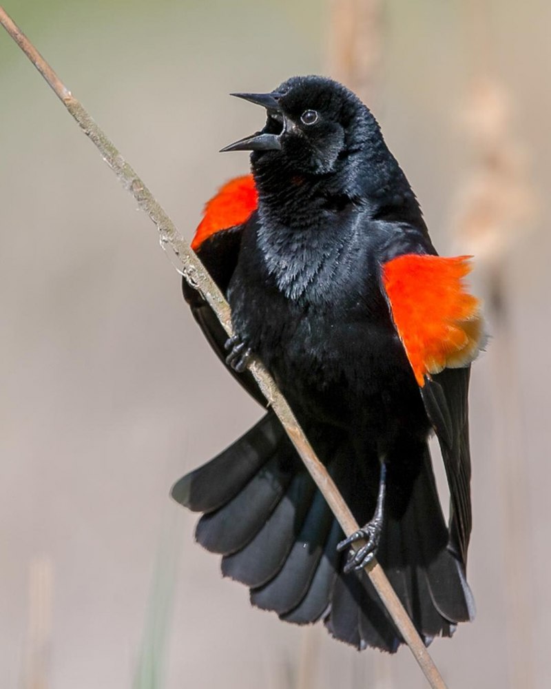 Purple-throated Fruitcrow