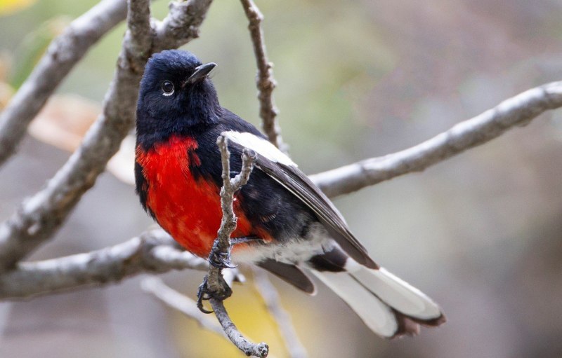 Philesturnus carunculatus