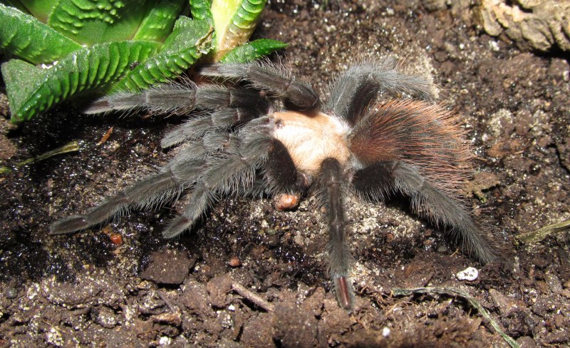 Паук Brachypelma smithi