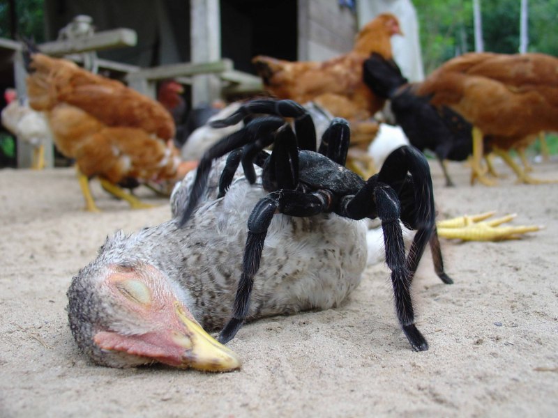 Паук птицеед ест птицу