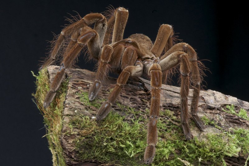 Паук-птицеед геникулята Acanthoscurria geniculata