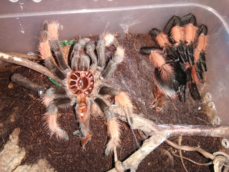 Птицеед Acanthoscurria geniculata
