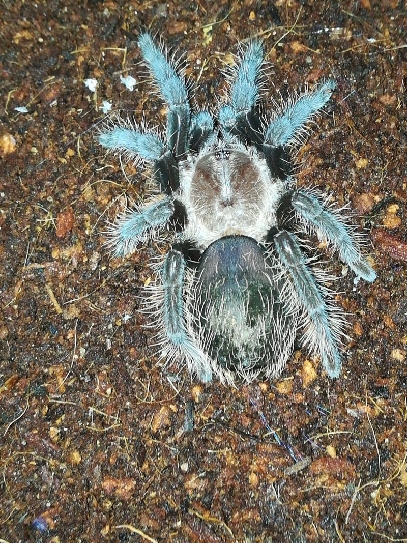 Poecilotheria Metallica паук